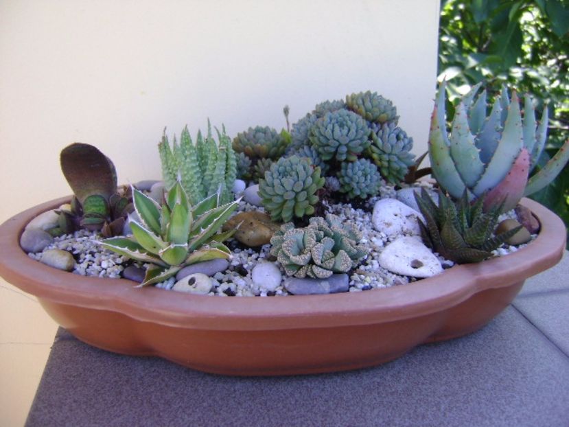 Mix de suculente - Suculente 2017