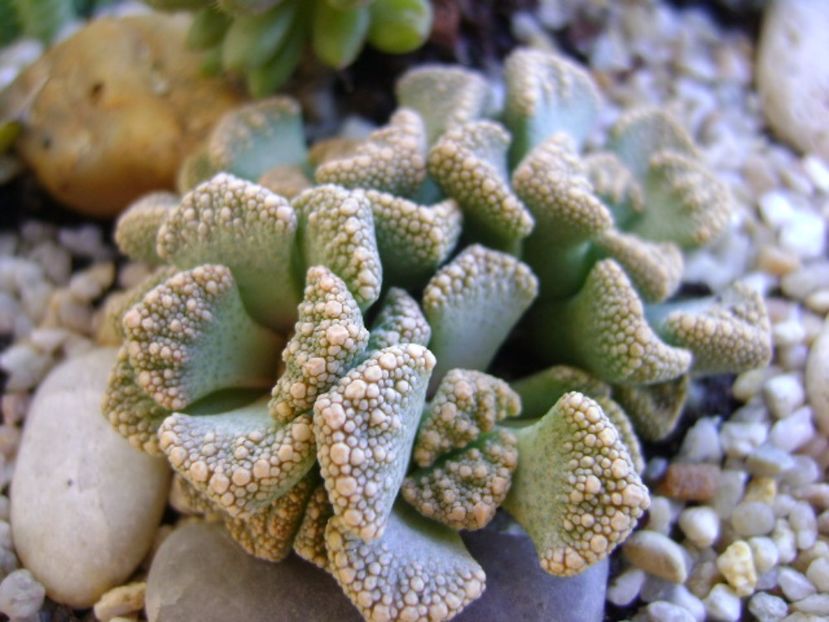 Mix de suculente - Suculente 2017