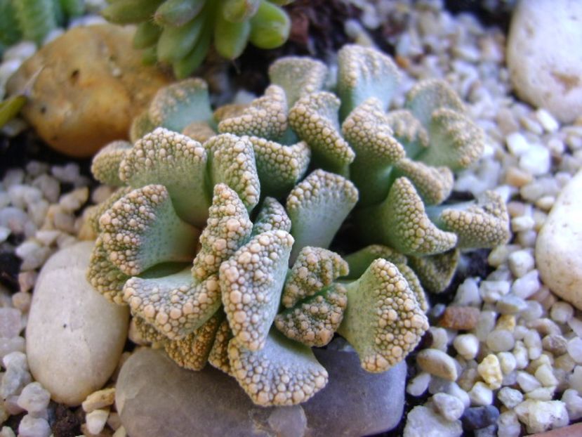 Mix de suculente - Suculente 2017