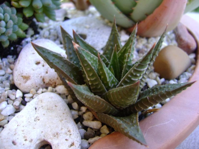 Mix de suculente - Suculente 2017