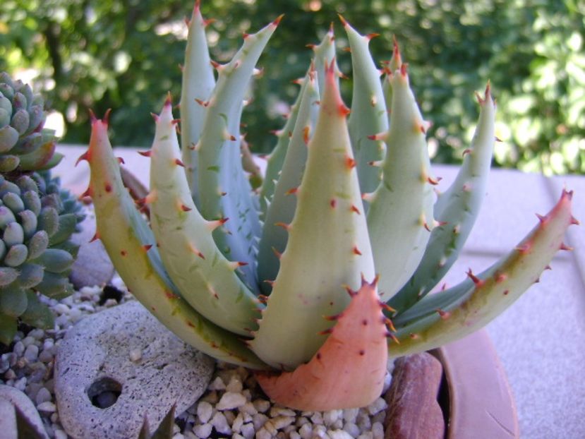 Mix de suculente - Suculente 2017