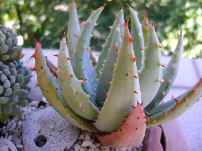 Mix de suculente - Suculente 2017