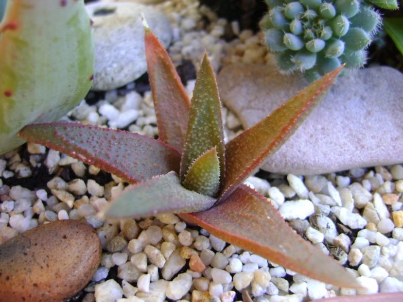 Mix de suculente - Suculente 2017