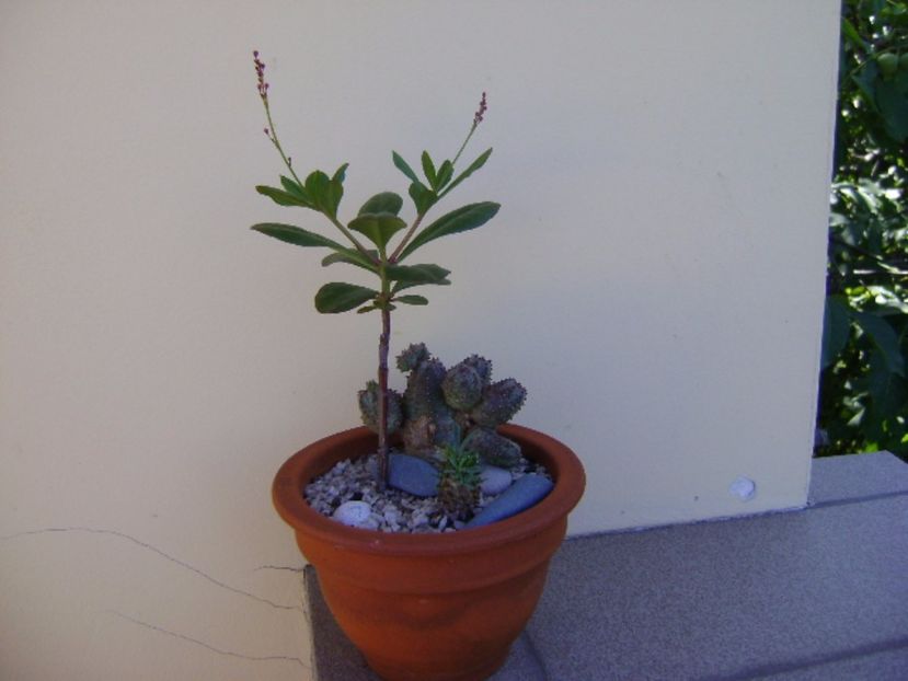 Talinum paniculatum - Caudiciforme si bulbi 2017