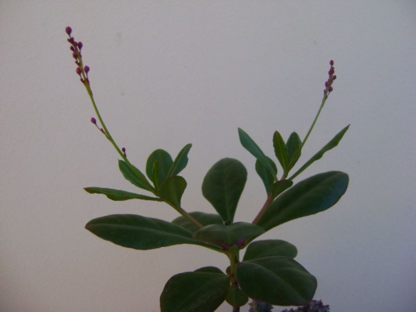 Talinum paniculatum - Caudiciforme si bulbi 2017