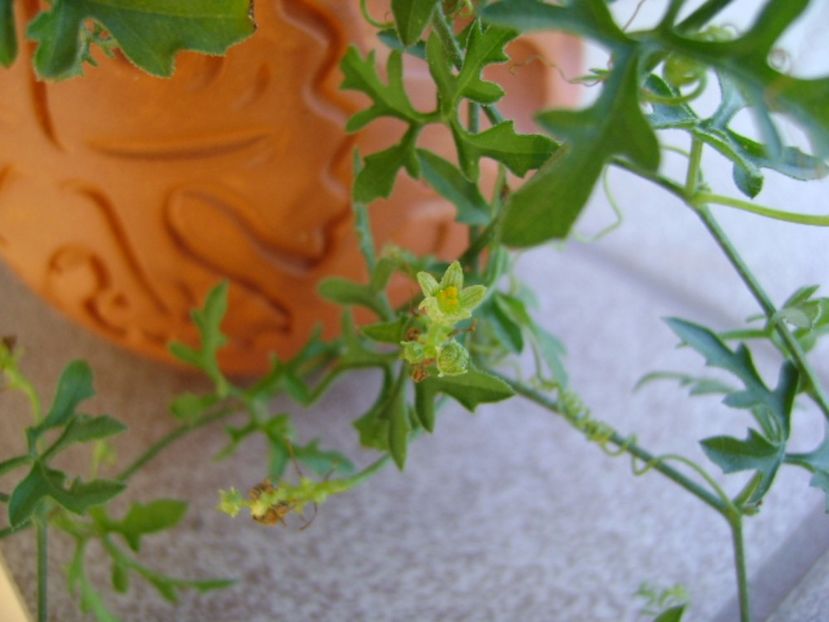 Kedrostis foetidissima - Caudiciforme si bulbi 2017