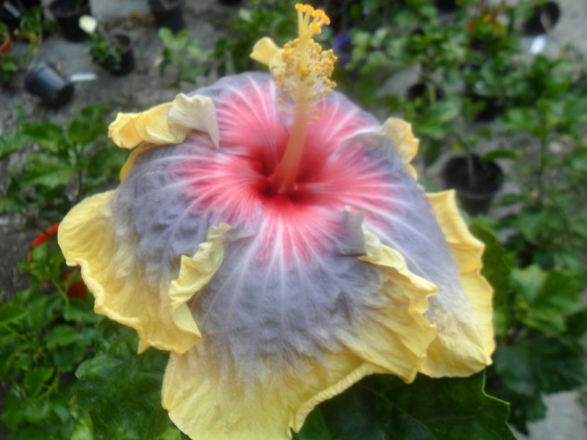  - tahitian stellar light