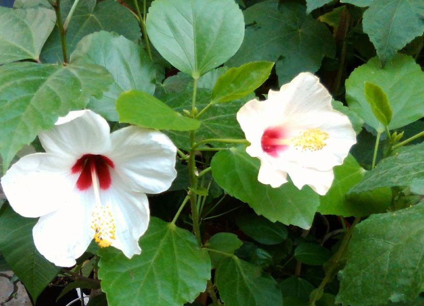 În compania altui albinos - Hibiscus Tricolor sau Ibiza