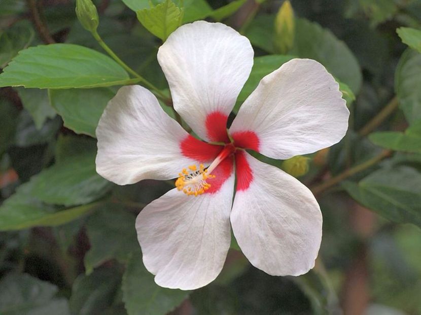 Tricolor - Hibiscus Tricolor sau Ibiza