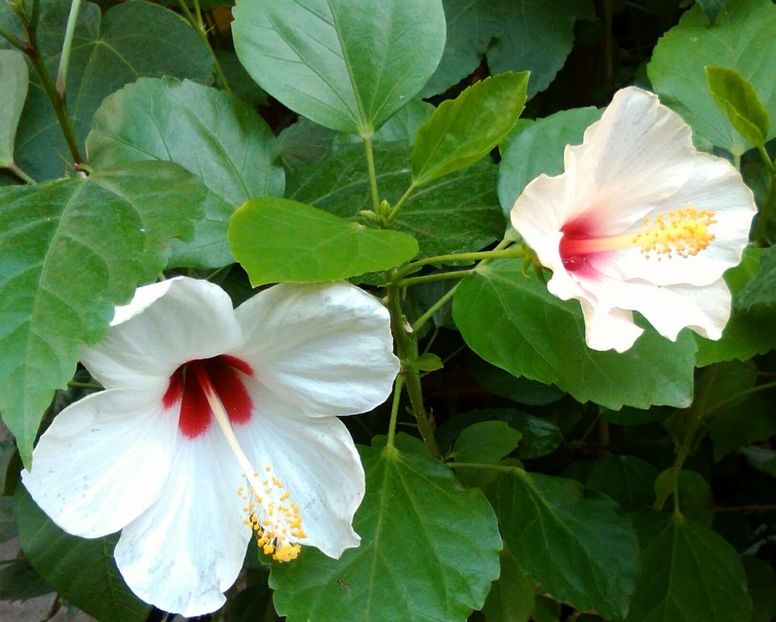  - Hibiscus Tricolor sau Ibiza