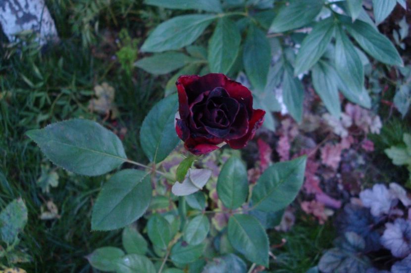  - Black Baccara