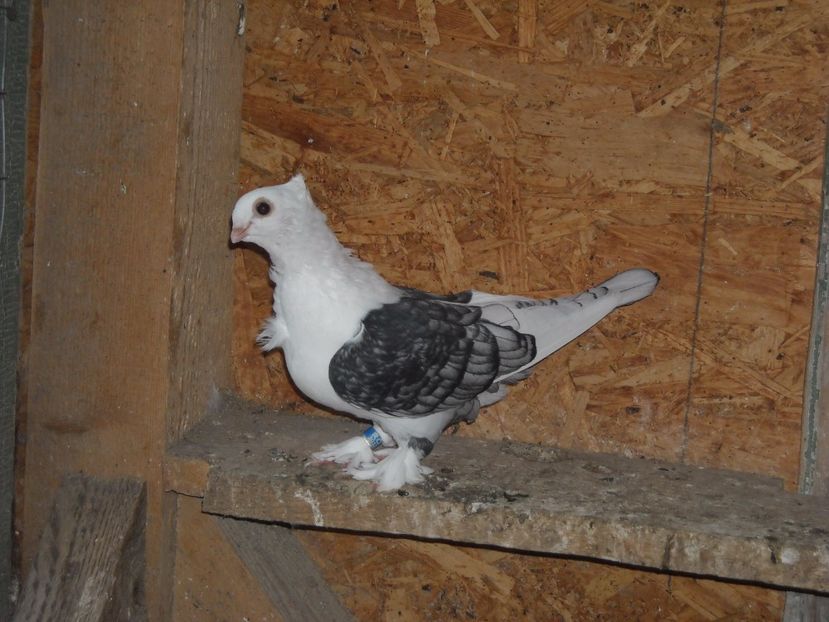  - PORUMBEI CARE MI AU APARTINUT