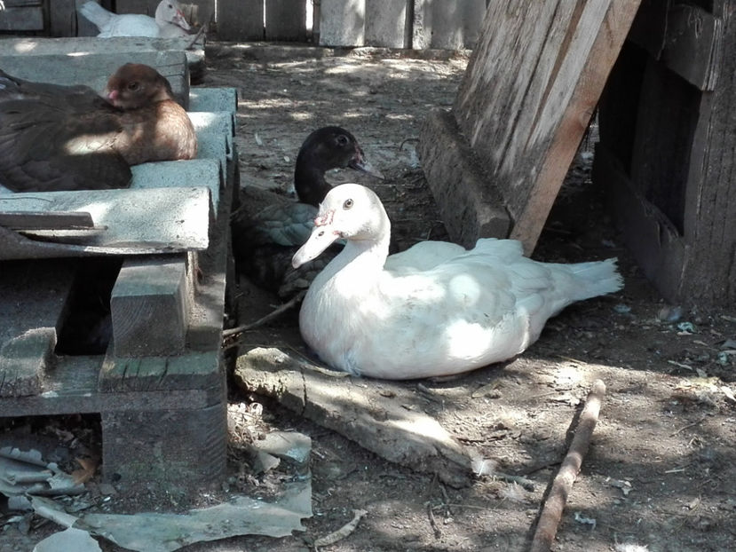  - rate mute argintii