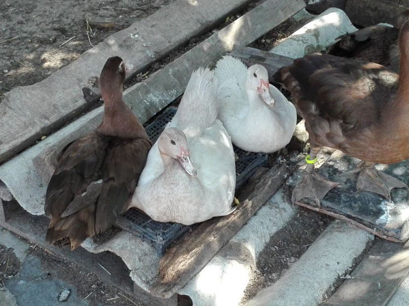  - rate mute argintii