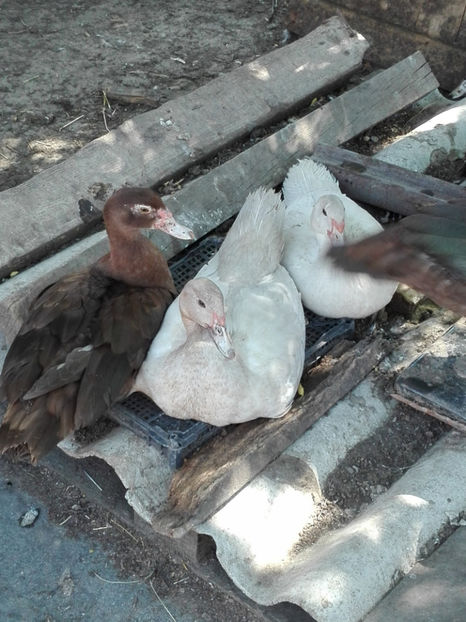  - rate mute argintii