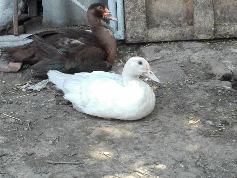  - rate mute argintii