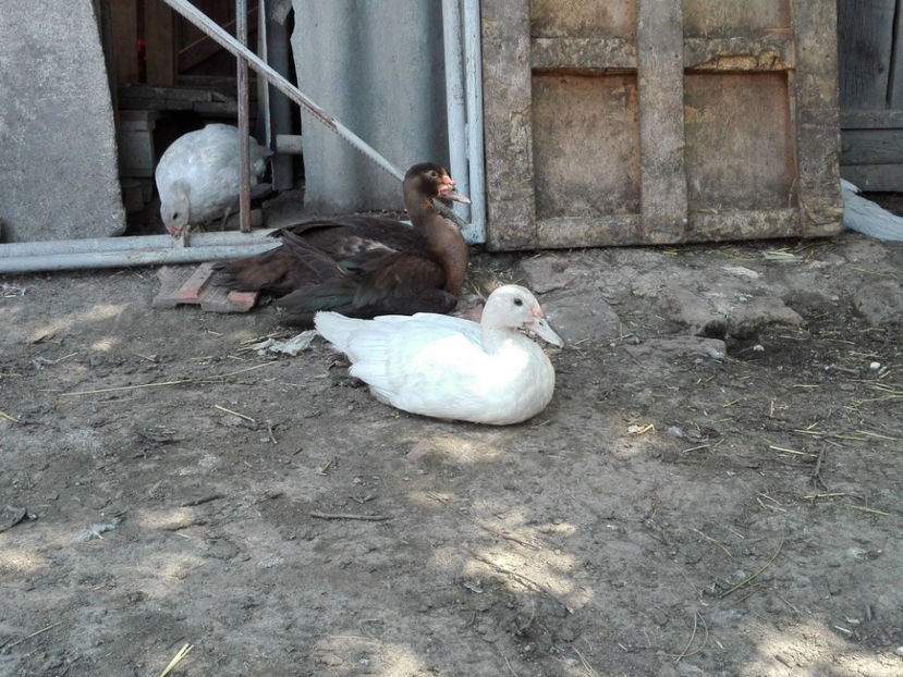  - rate mute argintii