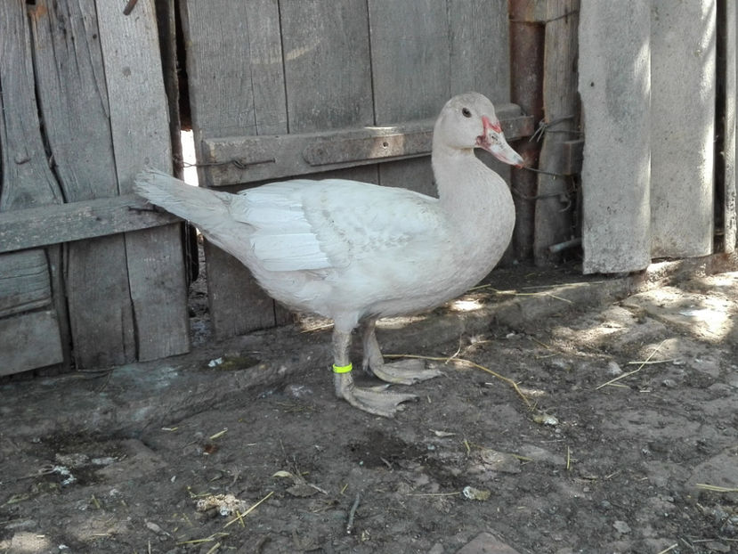  - rate mute argintii