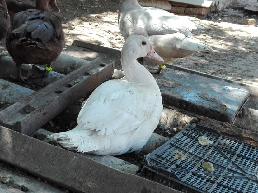  - rate mute argintii