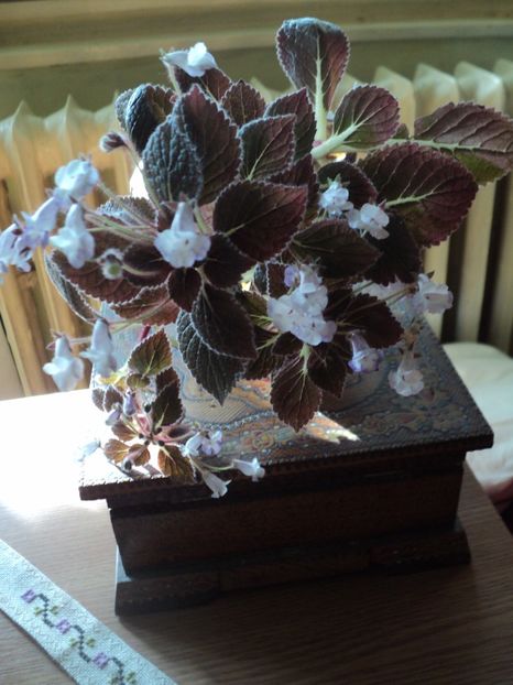  - 01 2017 - EUCODONIA si NIPHEA OBLONGA