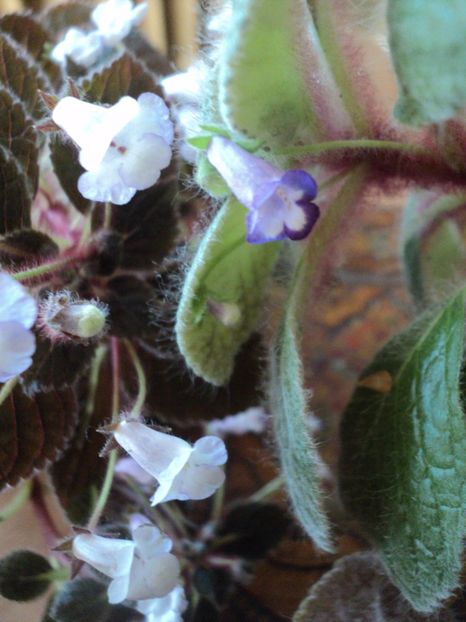  - 01 2017 - EUCODONIA si NIPHEA OBLONGA