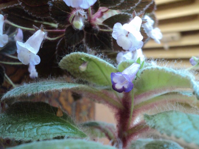  - 01 2017 - EUCODONIA si NIPHEA OBLONGA