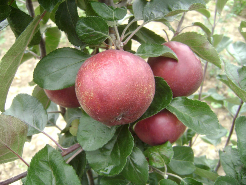 Mar Red Love - Mar Red Love