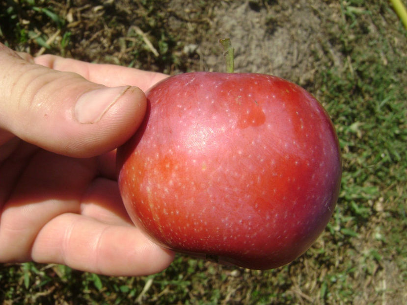 Mar Red Love 5 - Mar Red Love