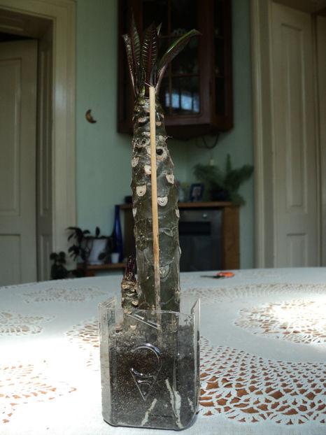 26 aug 2017,experiment reusit intr-o luna - PLUMERIA