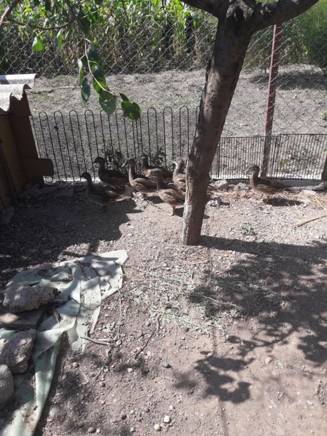  - Rate mandarine neoperate