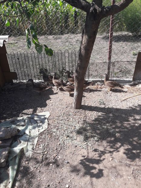  - Rate mandarine neoperate