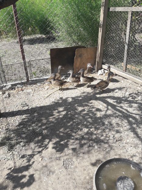  - Rate mandarine neoperate