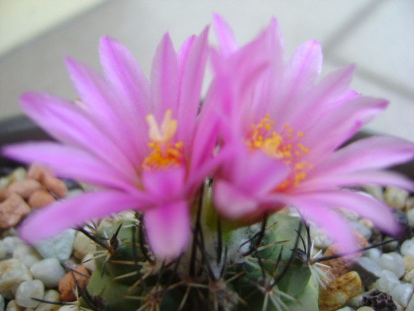 Turbinicarpus viereckii - Cactusi 2017 continuare
