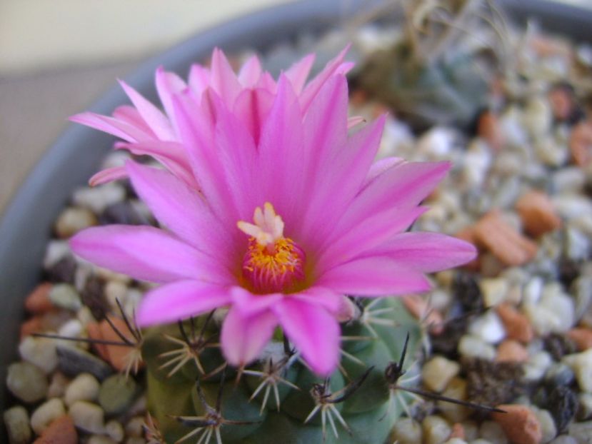 Turbinicarpus viereckii - Cactusi 2017 continuare