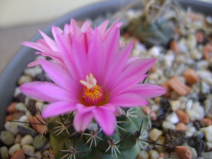 Turbinicarpus viereckii - Cactusi 2017 continuare