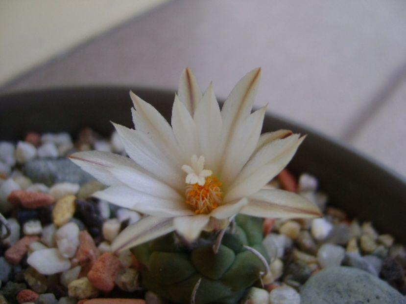Turbinicarpus pachystele - Cactusi 2017 continuare