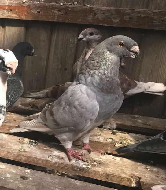  - American Show Racer