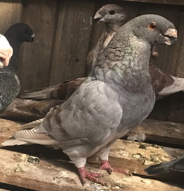  - American Show Racer