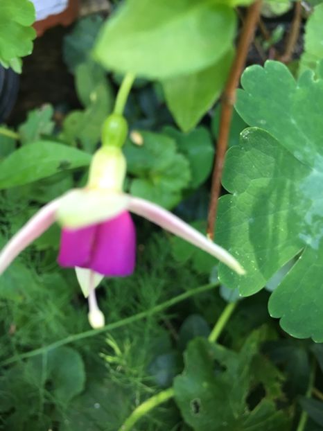 La campanella - Fucsii