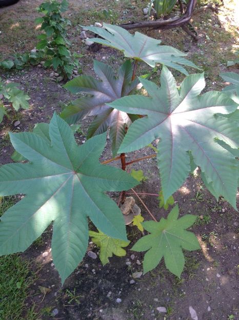 ricin - FLORILE MELE 2017