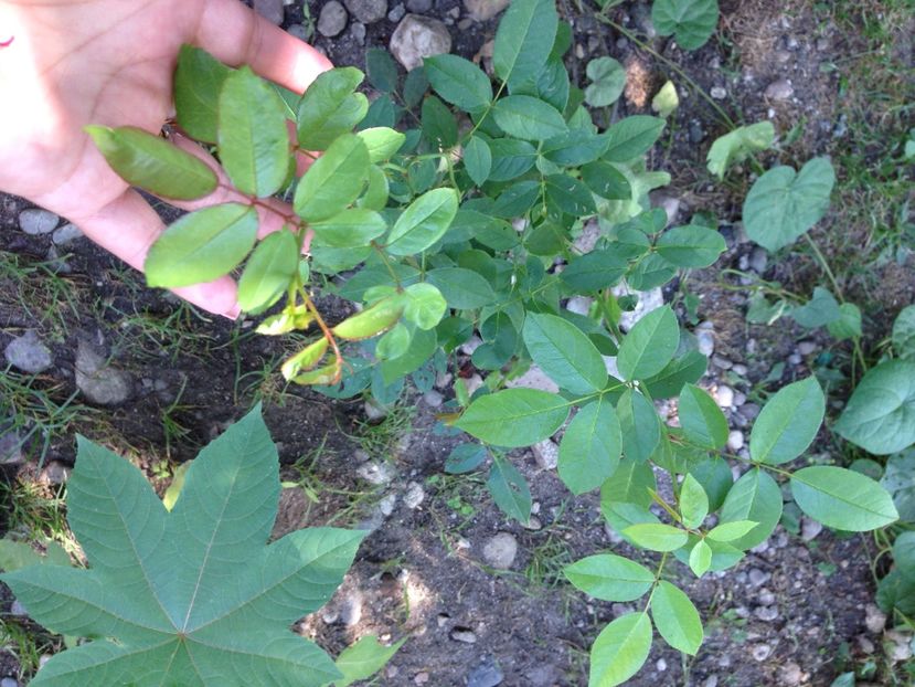 trandafir catarator alb +roz - FLORILE MELE 2017