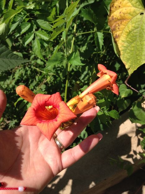 Denumire botanica: Campsis radicans  Denumire populara: luleaua turcului, trambita - FLORILE MELE 2017