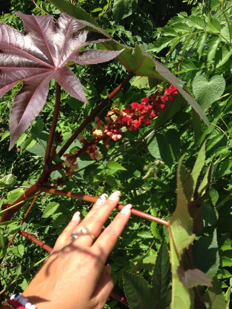 ricin - FLORILE MELE 2017