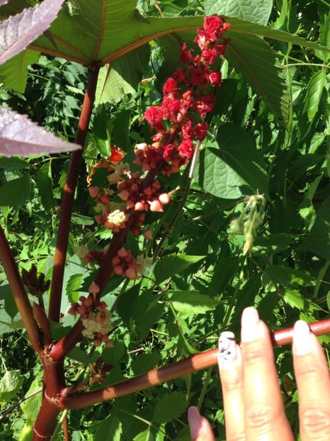 ricin - FLORILE MELE 2017