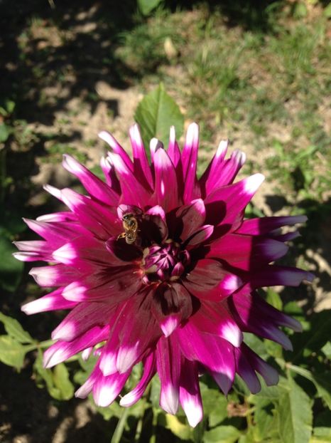 dalie - FLORILE MELE 2017