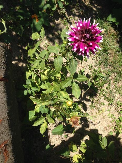 dalie - FLORILE MELE 2017