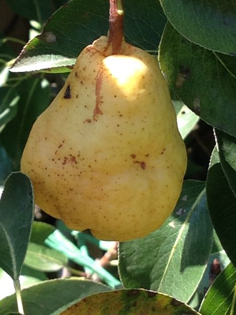 para - FLORILE MELE 2017