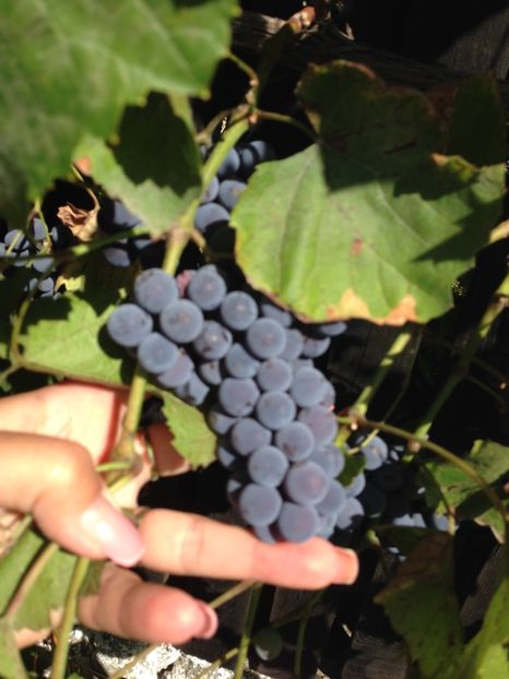 struguri - FLORILE MELE 2017