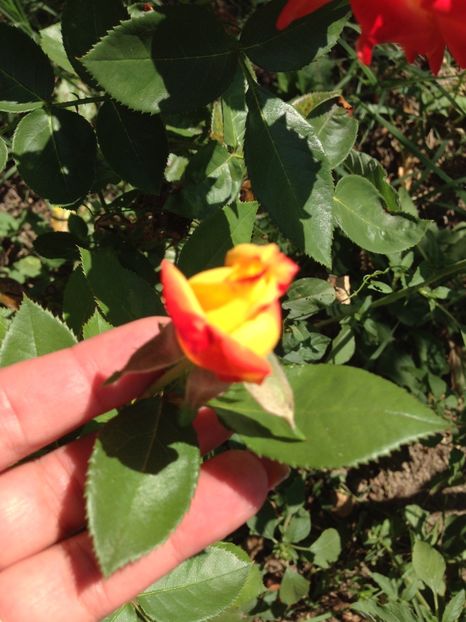 trandafir - FLORILE MELE 2017