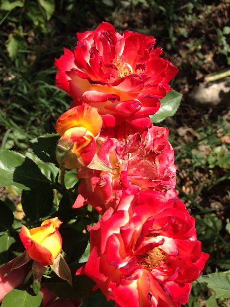 trandafir - FLORILE MELE 2017